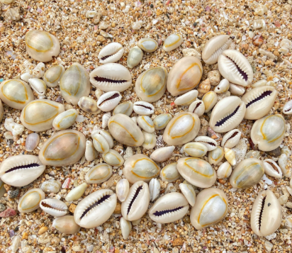 Cowries/Sea Shells Packaging bags Type different - Image 2