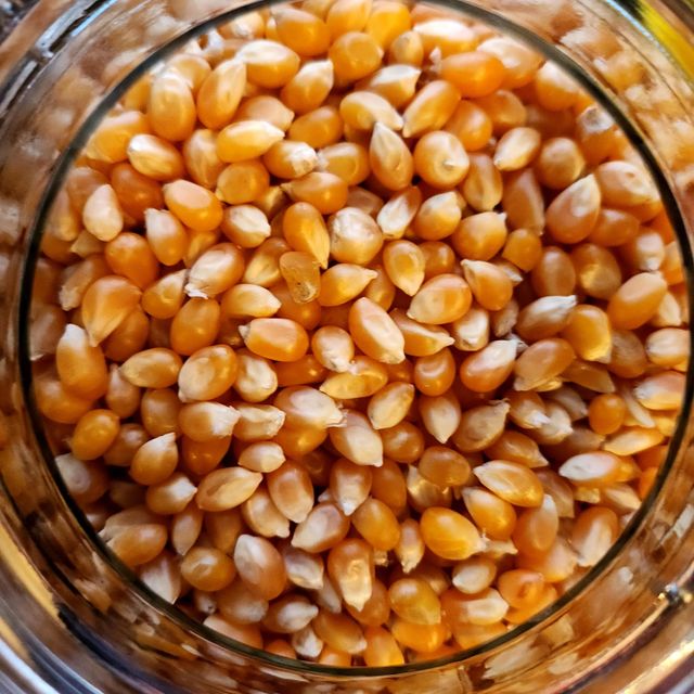 Organic Yellow Corn With Natural Sweetness Yellow Corn Sourced For Reliable Supply And Nutrient Rich Products - Image 3