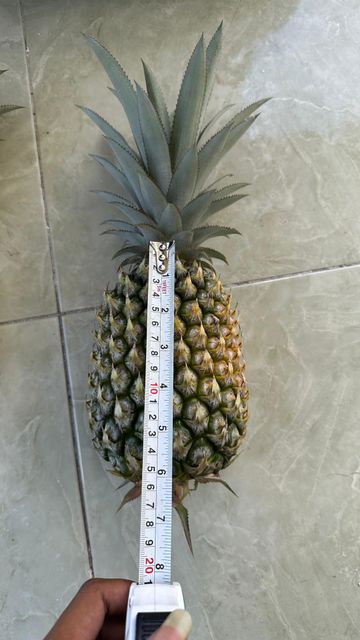 Bulk Price Fresh Pineapple - Image 4