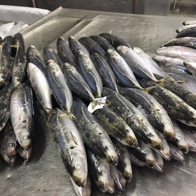 Frozen Tuna Fish Premium Seafood Resource With Outstanding Nutritional Composition And Dependable Cold Handling - Image 3