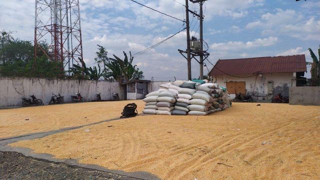 Premium GMO Yellow & White Maize Bulk Supply Export Quality Corn for Food Feed and Industrial Use - Image 3
