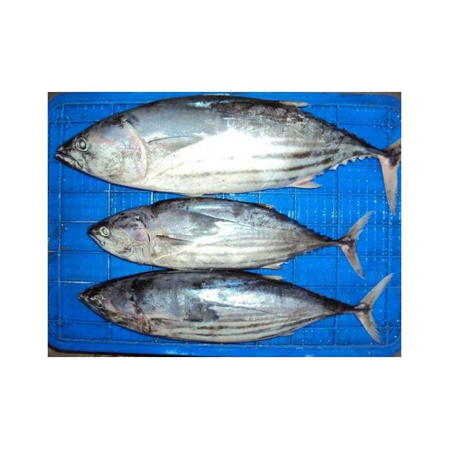 Frozen skipjack bulk supply wholesale cheap price premium frozen seafood - Image 3
