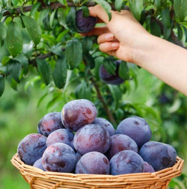 Fresh Plums Export Ready Orchard Picked Fruit For Wholesale Distribution Featuring Rich Flavor And Firm Texture - Image 3