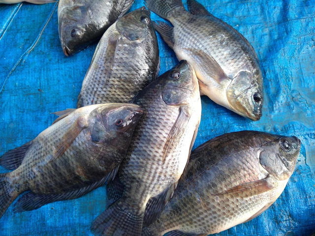 Tilapia Fish - Image 1