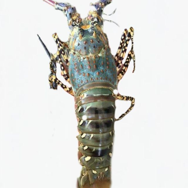 Frozen Fresh Lobsters Large Whole Seafood Selection With Refined Appearance Strong Freshness And Reliable Handling - Image 3