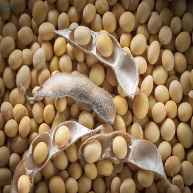 Natural Soybean Seed With 99% Purity Non GMO Freshly Harvested Rich Protein Soybean Seed Packed For Sale - Image 1
