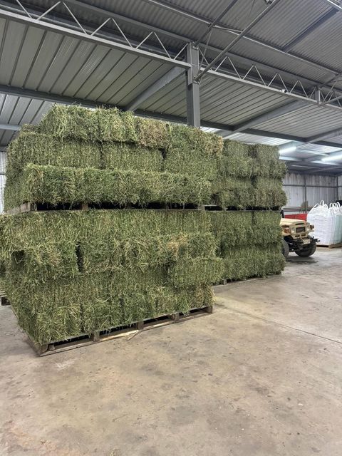 Alfalfa Hay - Image 2