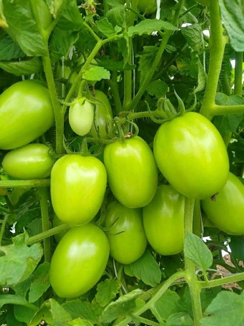 Hy Tomato Grade A Packaging HDPE Variety Hybrid Shelf Life 30 day's Quality Excellent A Grade Brand Name Greenfield Seeds - Image 3