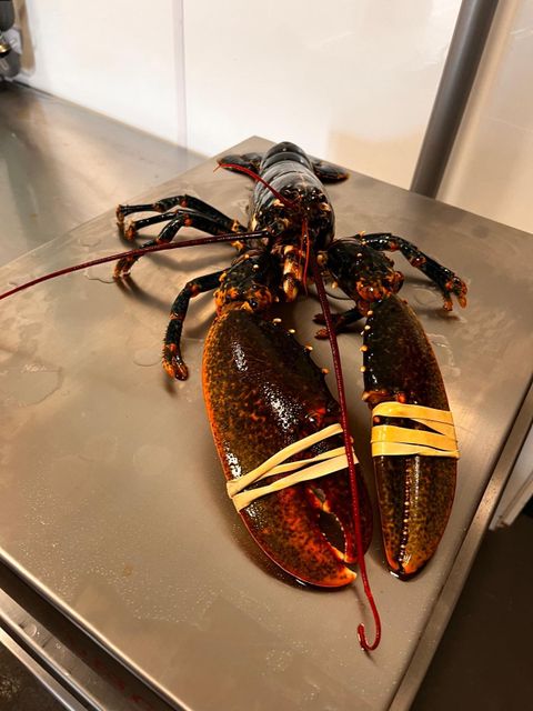 Live Blue Lobster Organic No Origin Atlantic, UK Freshness Level Live Catch Method Wild-Caught - Image 2