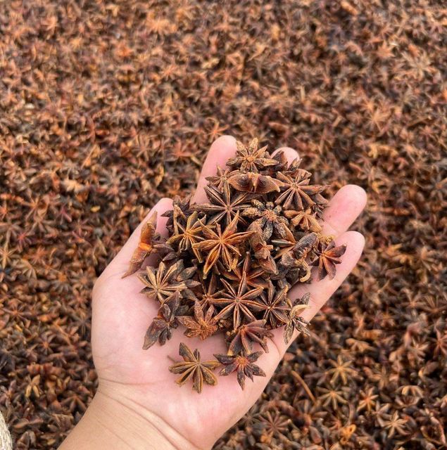 Star Anise - Image 1