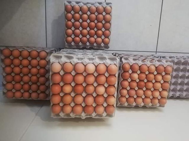 Fresh Brown Table Eggs Chicken Eggs / Fresh Chicken Table Eggs Brown and White - Image 1