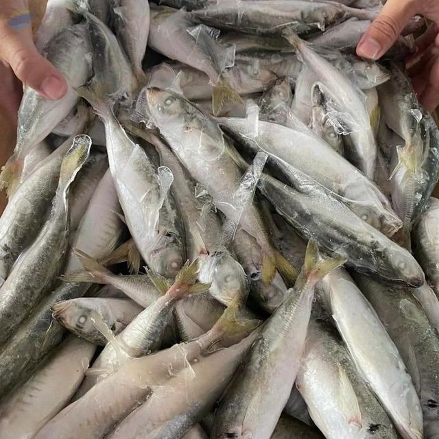 Frozen Mackerel Scad - Image 1
