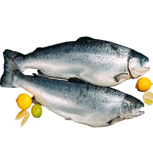 Whole and Gutted Salmon Freshly Harvested Premium Quality Perfect for Grilling Baking or Smoking Buy Now - Image 3
