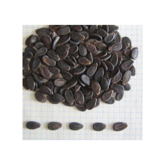 Bulk watermelon seeds available for wholesale buyers and suppliers - Image 3