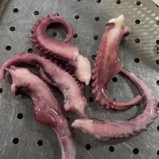 giant squid tentacle - Image 1
