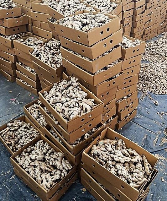 KARBY ANGLONG ASSAM INDIA G.I TAGGED HIGH QUALITY RAW GINGER - Image 3