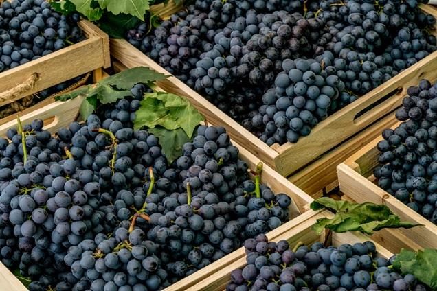 FRESH GRAPES Color Natural, Uniform Condition Fresh, Handpicked Grade Premium / Export Quality Texture Firm, Sweet, Juicy, Firm - Image 2
