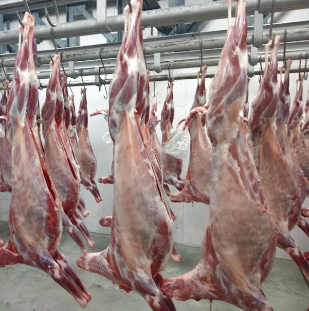CHILLED SHEEP Age Lamb, Mutton Features Halal, No Artificial Flavors, No Preservatives - Image 4