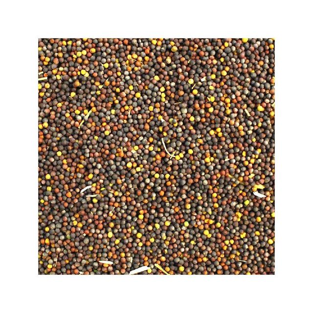 Wholesale rapeseed available for oil production and animal nutrition - Image 4