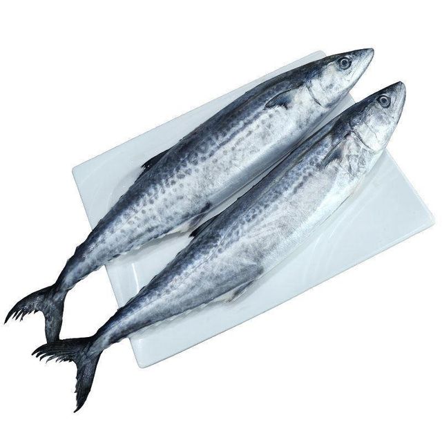 Fast Delivery Atlantic Mackerel Fish Frozen Whole Catch Premium Quality Buy Direct From Source Wholesale - Image 4