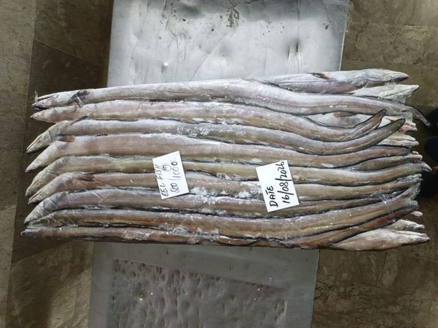 FROZEN EEL FISH - Image 3