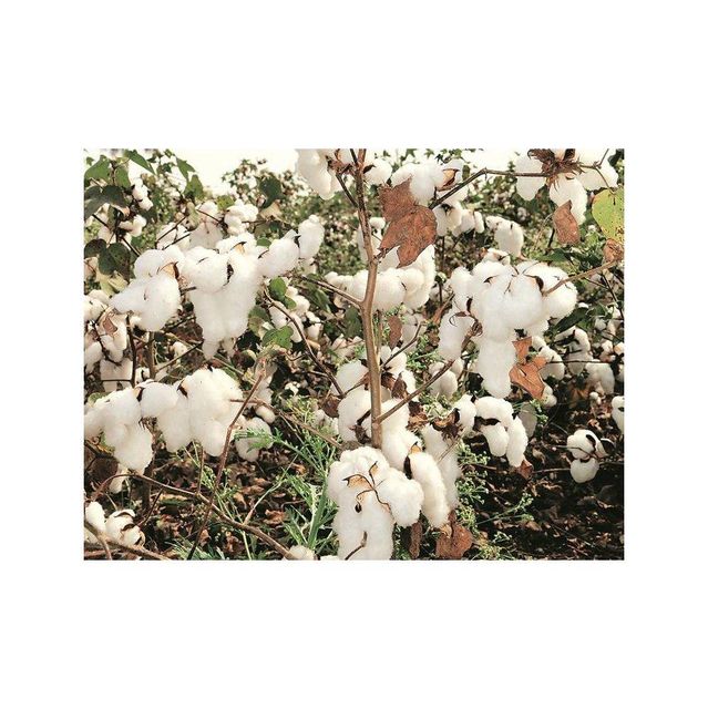 Natural raw cotton for yarn production in large supply Type A, Foil Screen Printing - Image 4