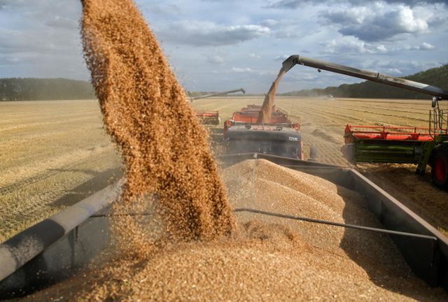 Wheat Milling - Image 2
