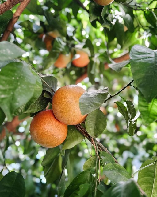 Fresh Quality Grapefruit Available Now Organic Yes Color Red, Yellow Origin South Africa Degree of Processing Fresh - Image 3