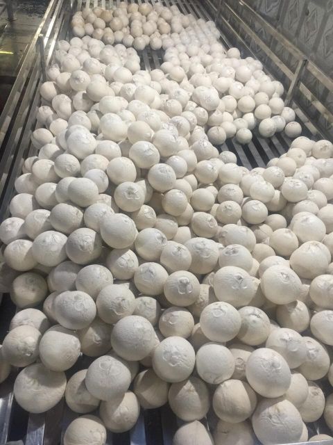 Diamond Shape Coconut Fragrant Fresh Coconuts High Grade Young Coconut- Whatsapp 0084989322607 - Image 2