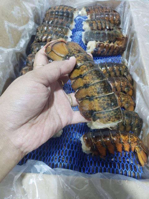Lobsters - Image 1