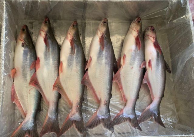 IQF Frozen Pangasius Whole | Wholesale Price | Halal Certified Fish Supplier - Image 3