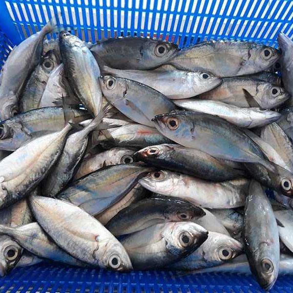 Top Selling Frozen Seafood Bigeye Scad From Vietnam Manufacture - Image 1