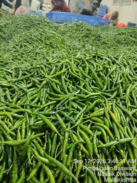 Green chilli - Image 2