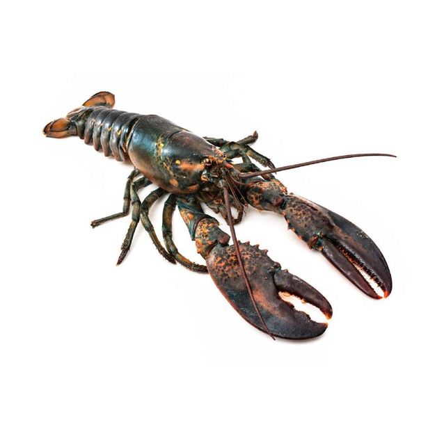 High Quality Frozen seafood Lobsters Available For Sale At Low Price - Image 1