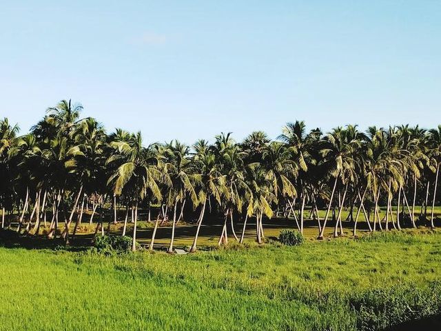 Semi-Husked Mature Coconut ( av 900g Grade A) - Rich Flavor & Thick Meat - Origin Sulawesi, Indonesia - Image 4