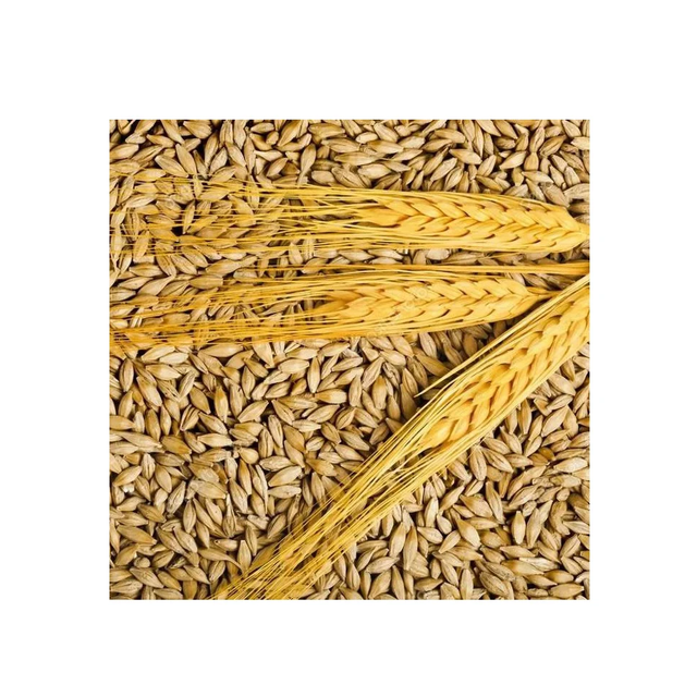 Barley Organic Pearl Barley Grains Exporters High Quality Organic Barley Product For Sales - Image 6