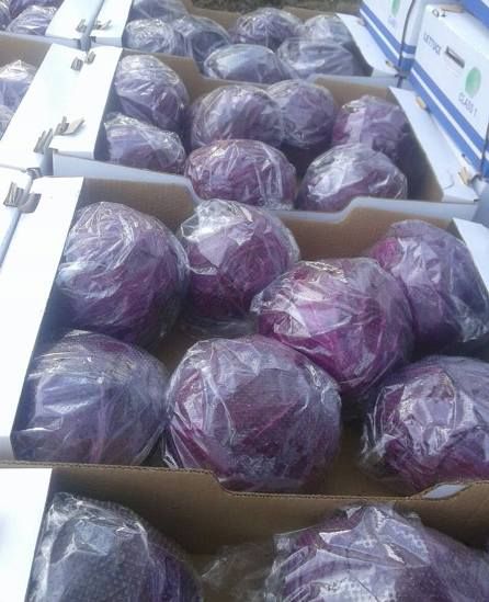 Red Cabbage Style Fresh Type Cabbage Weight (kg) 1.5 Variety red cabbage Model Number FRCAB01 Cultivation Type GMO Place of Origin - Image 3