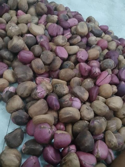 Kola Nut Grade A Taste bitter Flavor Bitter Place of Origin Nigeria Caffeine Content Present Harvesting Environment Humid Tropical Climate - Image 1