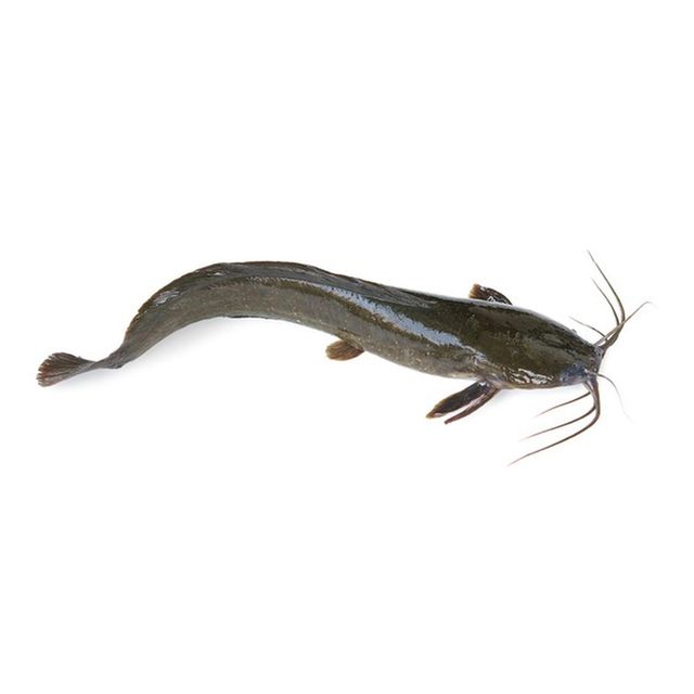 Frozen Catfish Fillet Boneless Processed Seafood Product For Retail Supply And Bulk Buyer Demand Worldwide - Image 3