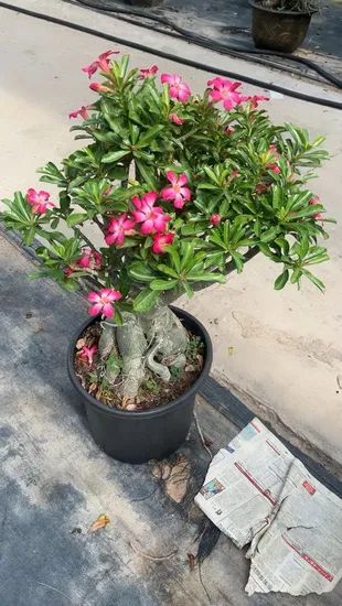 Real Live Indoor Plants Adenium Obesum - Image 3