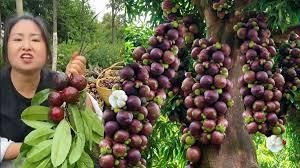 Fresh Thai Mangosteen Shelf Life 2 YEARS Place of Origin THAILAND - Image 2