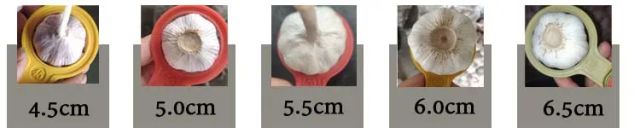 High Quality 2026 Fresh Garlic Chinese Origin Normal White Garlic Bulk Export to Worldwide - Image 3