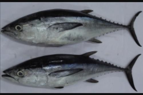 FROZEN TUNA Shelf Life 2 YEARS Packaging RUNNING PACK Packing Method Running Weight Pricing Options Nwnc, Nwfc, Fwnc, Fwfc - Image 1