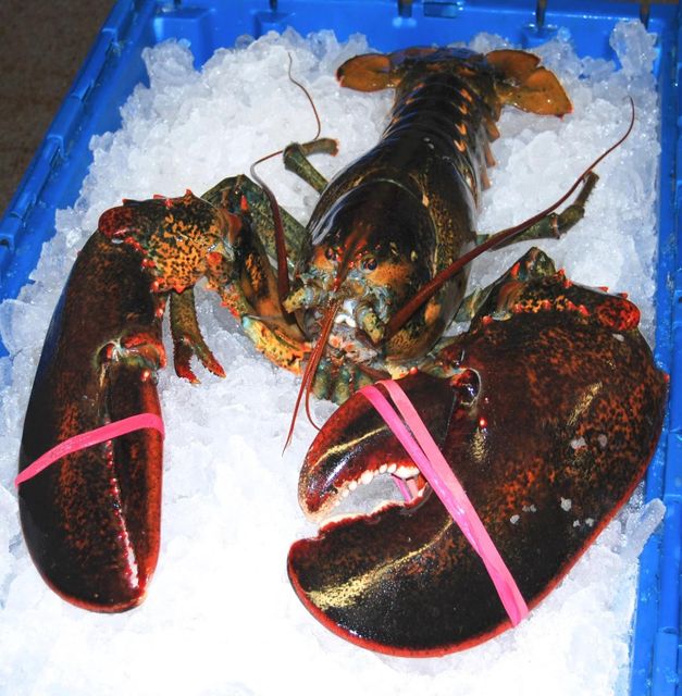 Live American Lobster Premium Live Seafood Carefully Chosen To Deliver Incredible Flavor Freshness - Image 1
