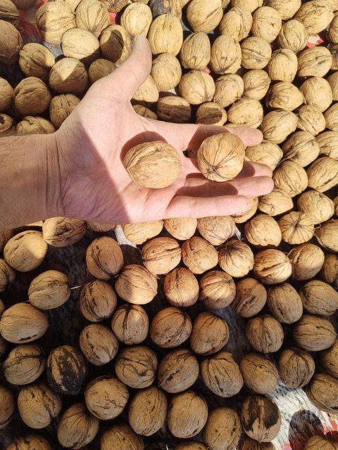 Hand Selected Light Walnut Kernel Bulk Supplier High Oil Premium Export Quality - Image 2