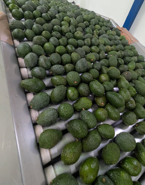 CONSISTENT SUPPLY FRESH HEALTHY AVOCADOS,EXCEPTIONAL FRESHNESS, EXCELLENT TASTE FRESH AVOCADOS SALE - Image 4