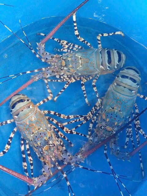 Fresh Live Lobsters Carefully Managed From Catch To Delivery Ensuring Outstanding Freshness And Customer - Image 2