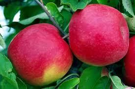 Fresh Red Fuji Apple – Premium Quality Export-Grade Fruit Grade A Texture Crisp Type Vegetable Color Bright Red Flavor Juicy, Sweet - Image 2