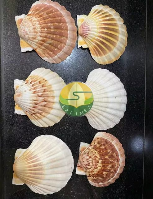 Natural Eco-Friendly Polished Folk Art Scallop Seashells White Yellow Shell Collection for DIY Crafts Home Decor Wedding - Image 3