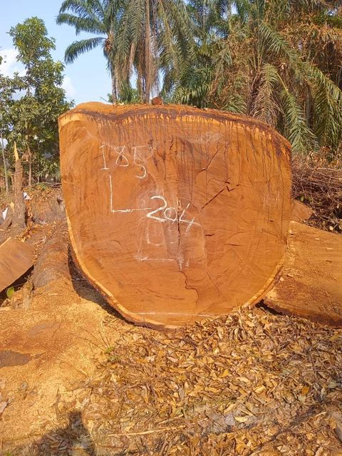 APremium Grade African Hardwood Packaging Logs Origin Nigeria Certification CITIES Quality Premium Grade Place of Origin - Image 4